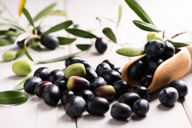 Yaprakları ile zeytin dalı üzerinde taze Siyah Zeytin
