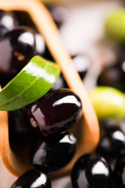 Yaprakları ile zeytin dalı üzerinde taze Siyah Zeytin