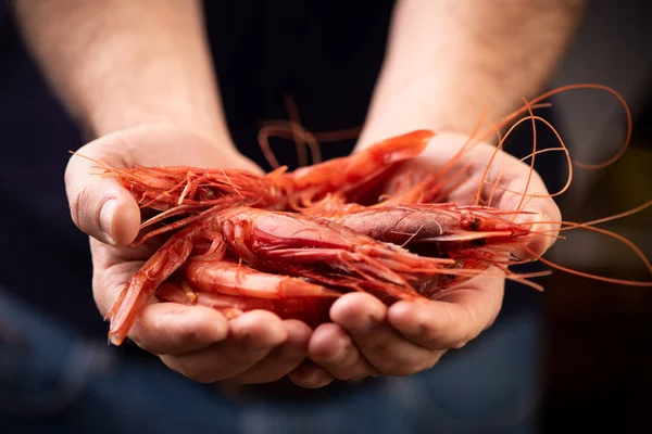 Fisherman Mazara del vallo holding fresh prawn isolated on black — Stock Photo, Image