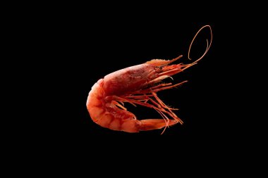 King tiger red prawn shrimp Mazara isolated on dark background