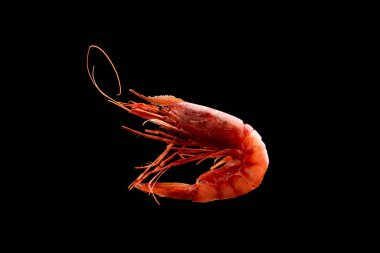 King tiger red prawn shrimp Mazara isolated on dark background