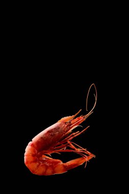 King tiger red prawn shrimp Mazara isolated on dark background