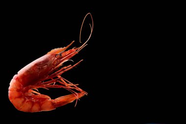 King tiger red prawn shrimp Mazara isolated on dark background