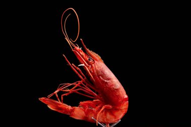 King tiger  red prawn shrimp  Mazara isolated on dark background