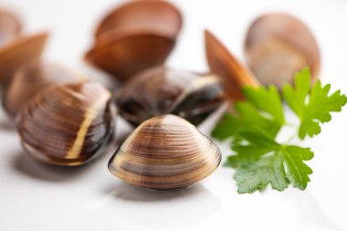 Beyaz arka planda taze istiridyeler yakın plan