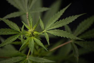 Yetiştirme evindeki marihuana çiçekleri