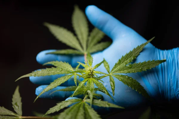 Doctor`s hands in blue medical gloves hold branch branch cannabis with green leaves close up