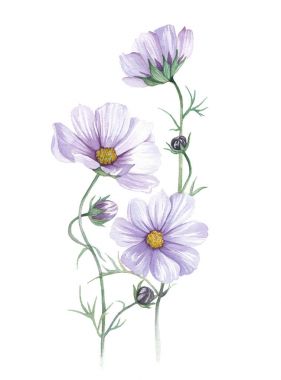 anemon suluboya çizimi
