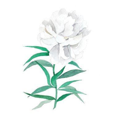 Beyaz Şakayık suluboya çizimi