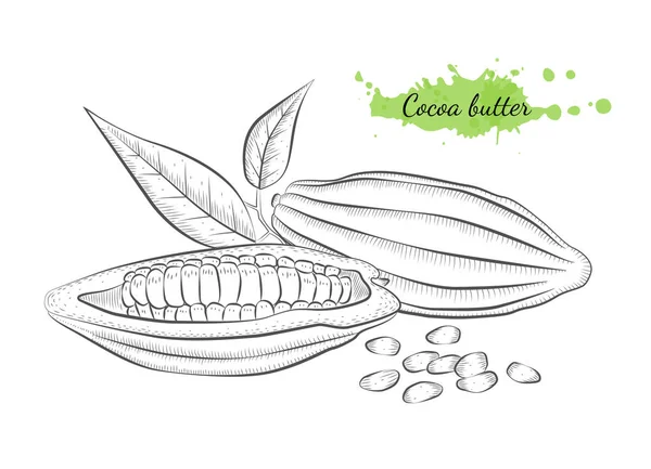 Illustrazione vettoriale isolata disegnata a mano del cacao — Vettoriale Stock