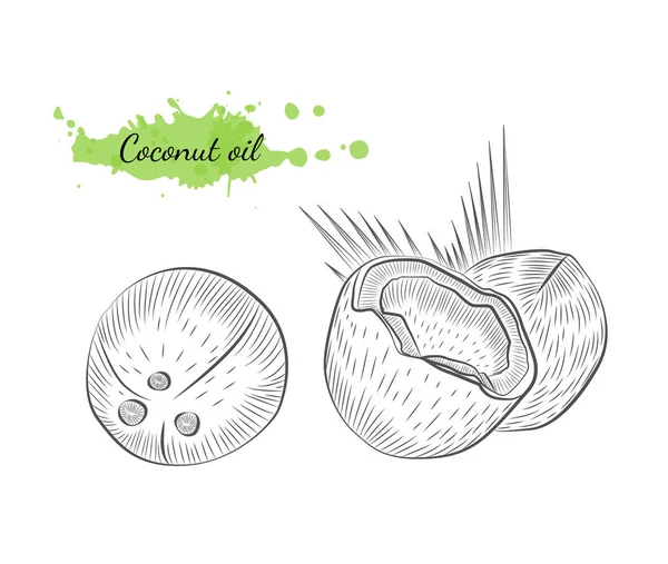 Ilustración vectorial aislada dibujada a mano de coco — Archivo Imágenes Vectoriales