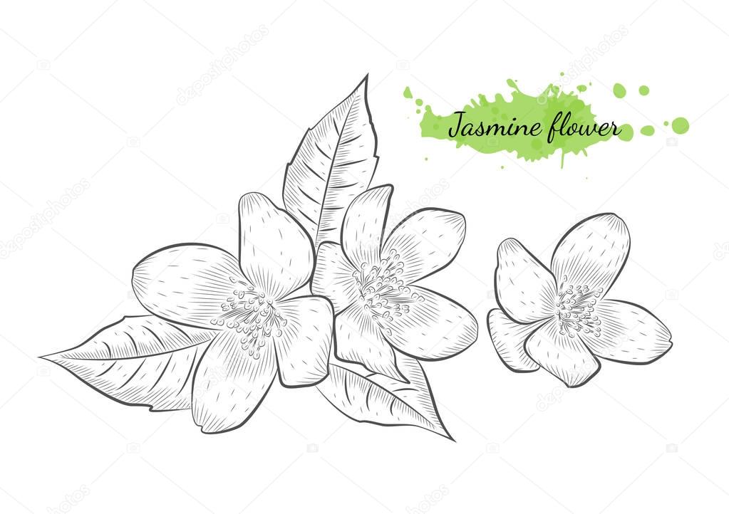 Isolated hand drawn vector illustration of jasmine flower