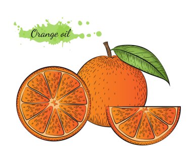 Vektör illüstrasyon izole el çekilmiş