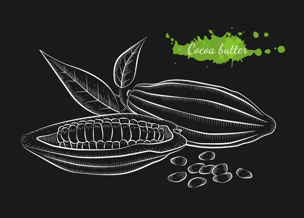 Vector dibujado a mano granos de cacao — Archivo Imágenes Vectoriales