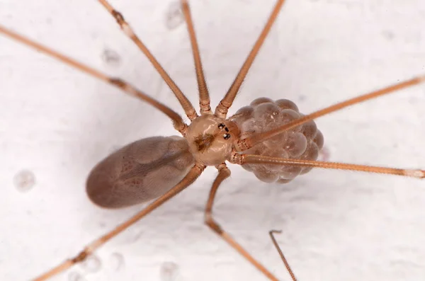 Araña de Bodega de cuerpo largo (Pholcus phalangioides ) — Foto de Stock