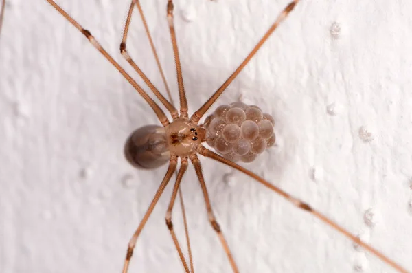Uzun gövdeli mahzeni örümcek (Pholcus phalangioides) — Stok fotoğraf