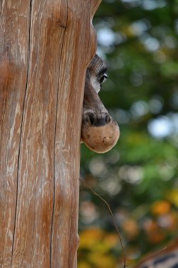 Zürafa çek Hayvanat Bahçesi