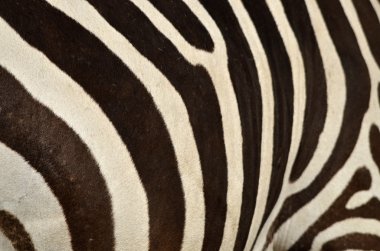 Bactrian deve (Camelus bactrianus)