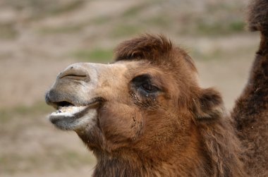 Bactrian deve (Camelus bactrianus)