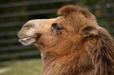 Bactrian deve (Camelus bactrianus)