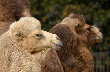 Bactrian deve (Camelus bactrianus)