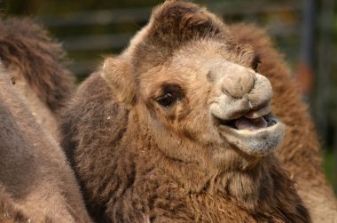 Bactrian deve (Camelus bactrianus)