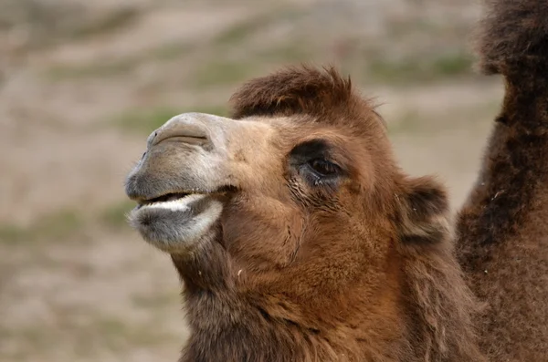 Bactrian deve (Camelus bactrianus)