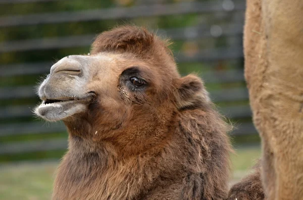 Camello bactriano (Camelus bactrianus ) — Foto de Stock