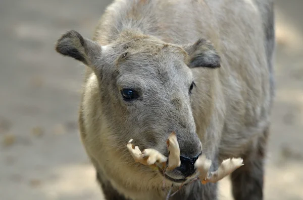 Takin, Bhutan ulusal hayvan — Stok fotoğraf