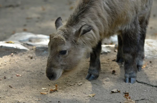 Takin, Bhutan ulusal hayvan — Stok fotoğraf