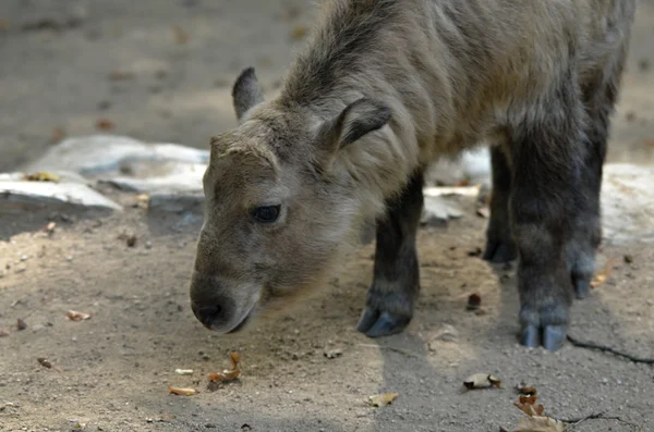 Takin, Bhutan ulusal hayvan — Stok fotoğraf