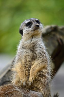 Surikata (Suricata suricatta)