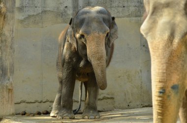 fil Hayvanat Bahçesi