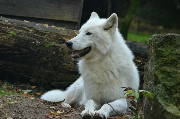 Alaska Tundra Wolf —  Fotos de Stock