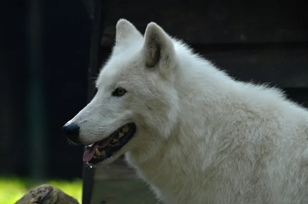 Alaskan witte wolf — Stockfoto