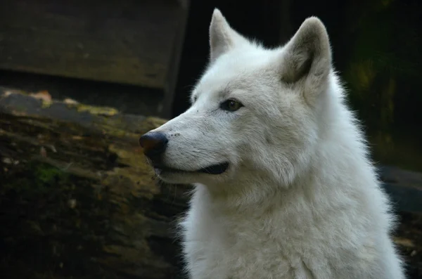 Vlk polární — Stock fotografie