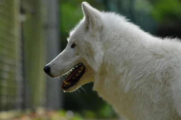 アラスカのツンドラのオオカミ — ストック写真