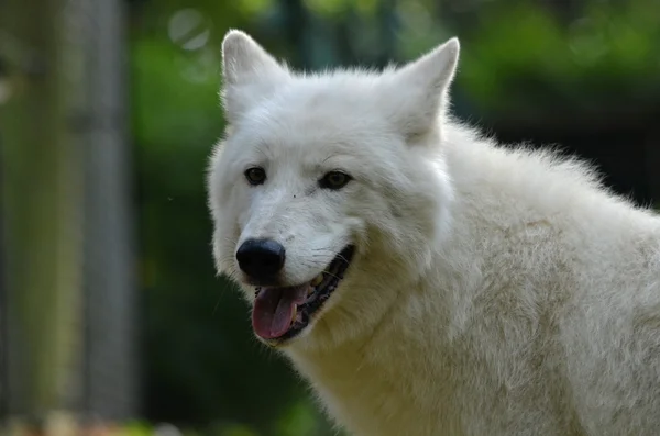 Alaska Tundra Wolf —  Fotos de Stock