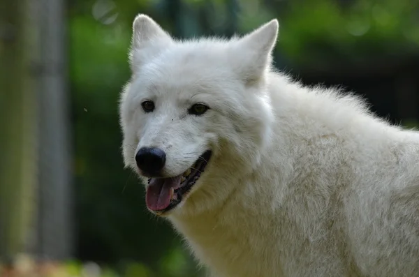 Alaska Tundra Wolf —  Fotos de Stock