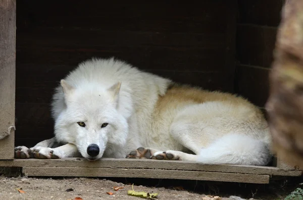 Alaszkai fehér Farkas — Stock Fotó