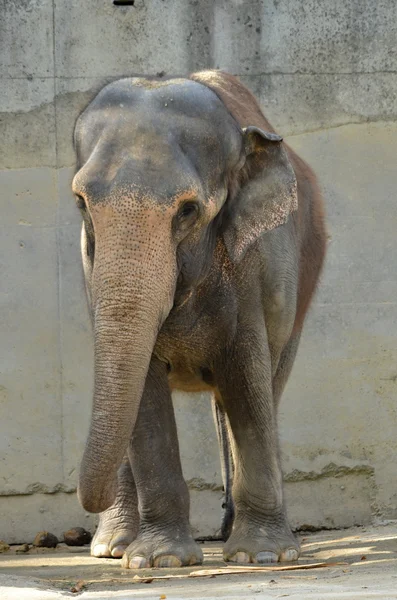 Elefánt az állatkertben — Stock Fotó