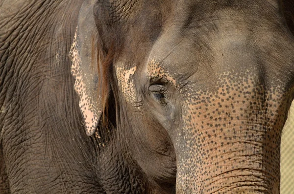 Słoń w zoo — Zdjęcie stockowe