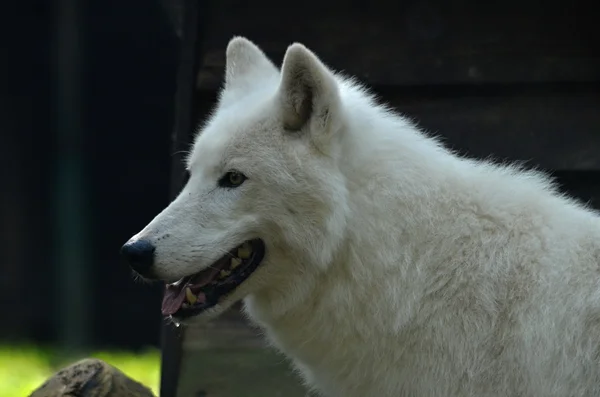 Alaskan tundra wolf — Stock Photo, Image