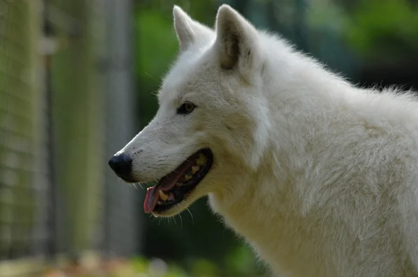 Alaskan Tundra Wolf lizenzfreie Stockfotos