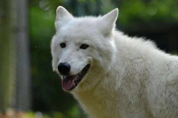 Alaskan tundra wolf — Stock Photo, Image