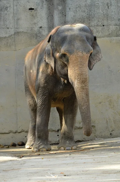 Elefante nello zoo Immagine Stock