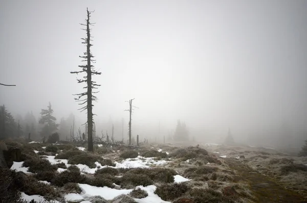 チェコ共和国での巨大な山 — ストック写真