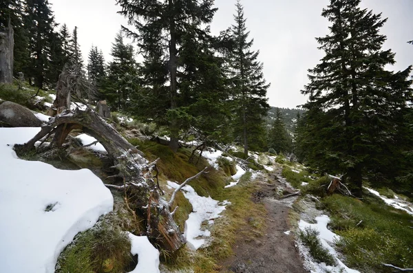 Krkonoše v České republice — Stock fotografie