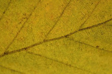 sonbahar yaprak doku doğa