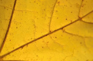 sonbahar yaprak doku doğa